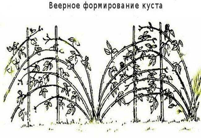 Ежевика торнфри: описание и тонкости выращивания