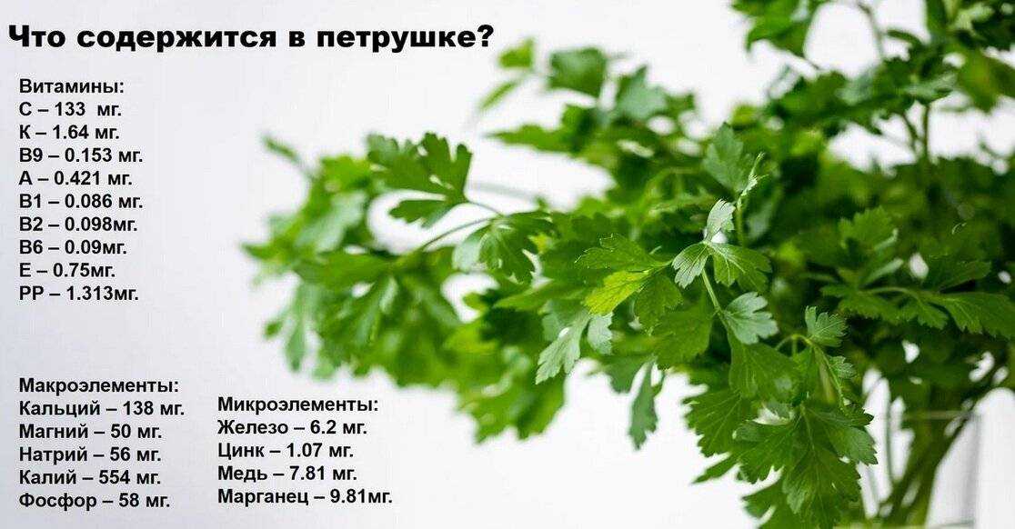 Укроп в детском питании