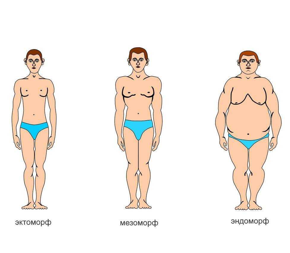 Типы телосложения и тренировки