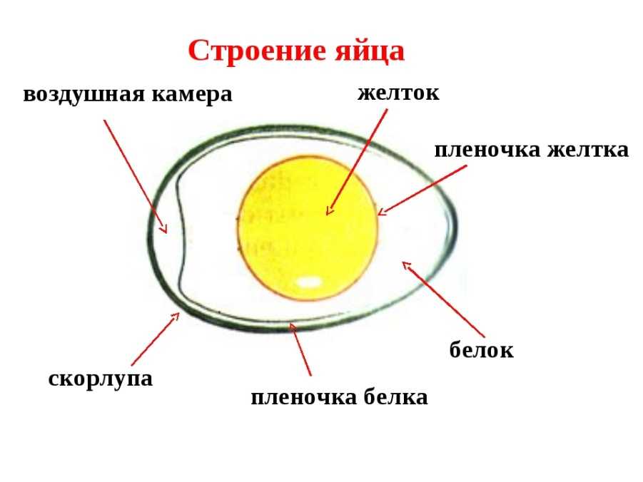 Состав и калорийность куриного яйца