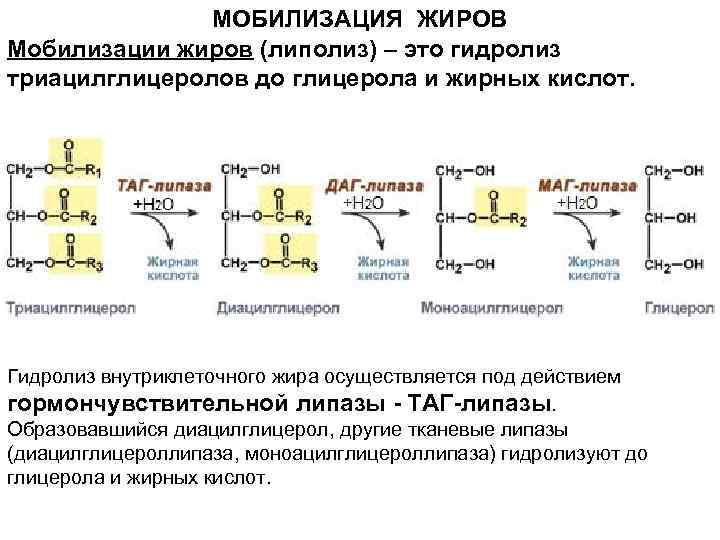 Чем опасен лишний вес