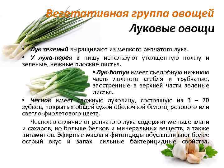 Лук для детей. когда  | nutrilak