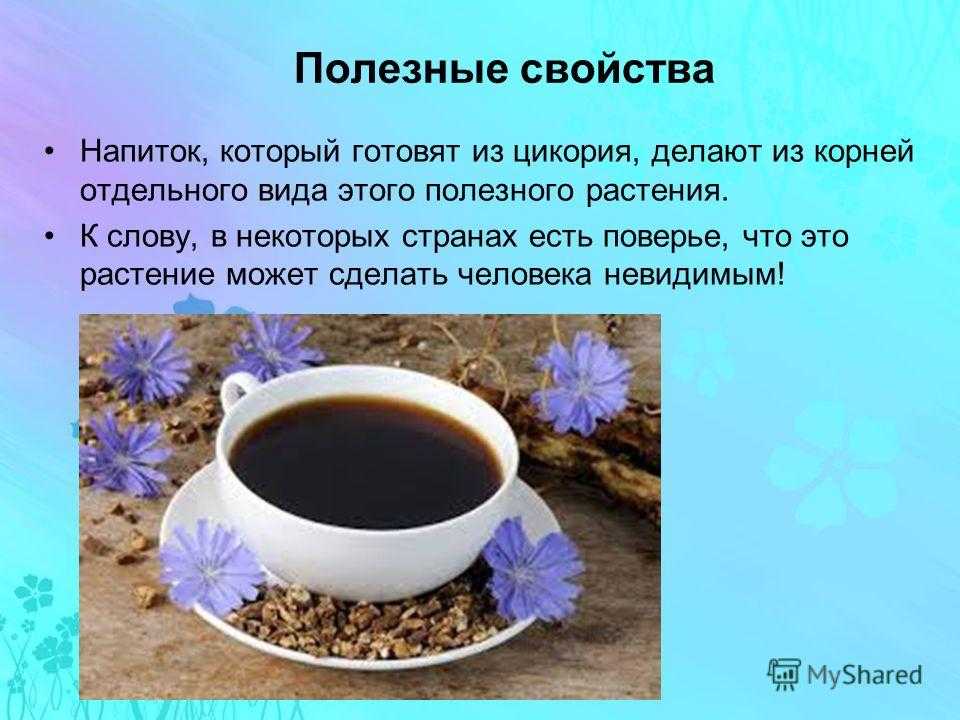 10 научных фактов о пользе цикория для здоровья и возможный вред