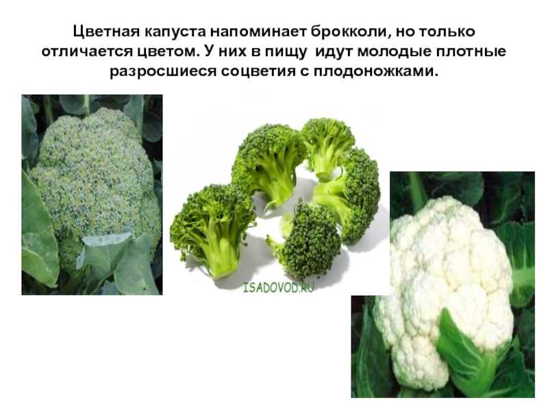 Цветная капуста - полезные и опасные свойства цветной капусты