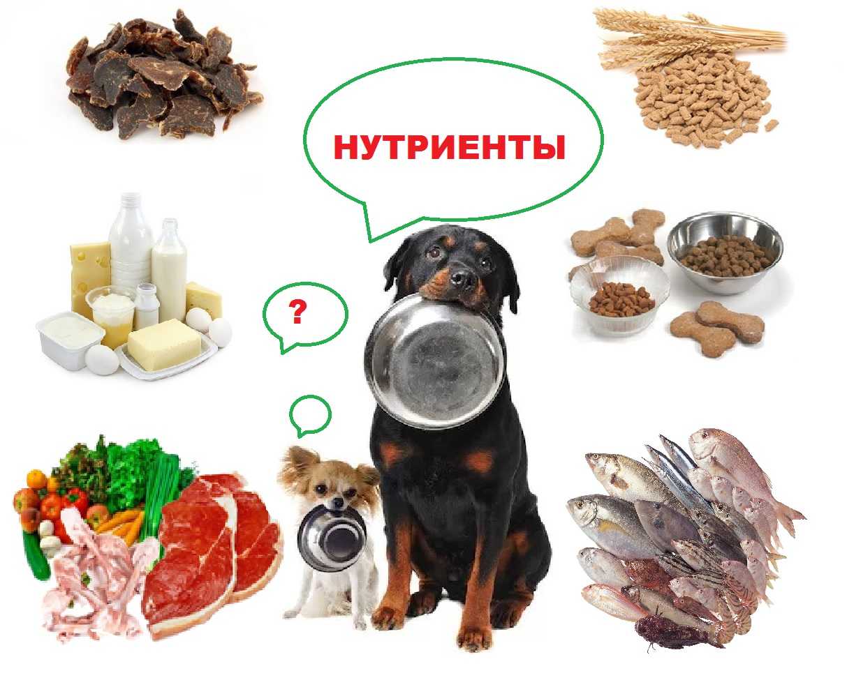Классификация питательных веществ – нутриентов и их значение | культура здоровья