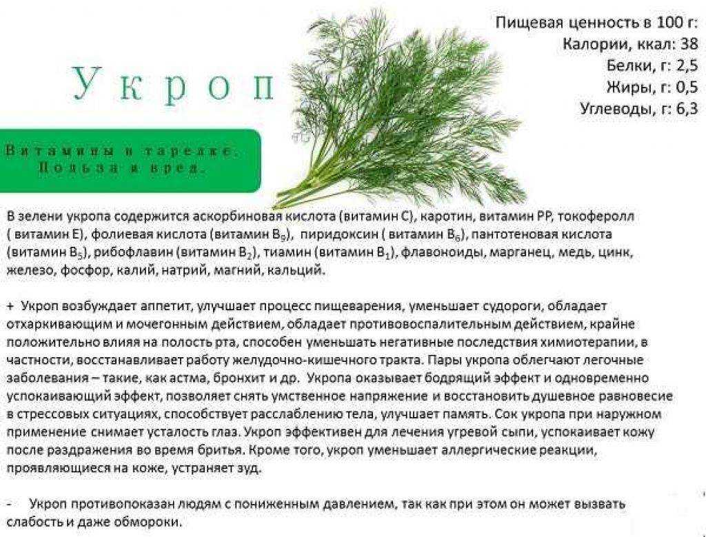 Укроп при беременности: можно ли на ранних и поздних сроках, семена, от отеков и вздутия живота, польза и вред, отзывы, противопоказания
