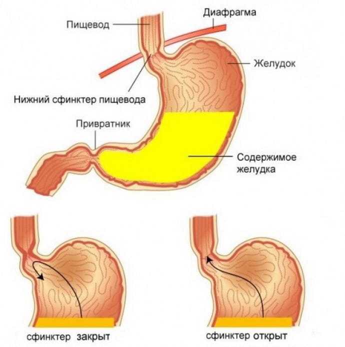 Упражнения для пищевода. Сфинктер желудка кардии. Сфинктер между желудком и пищеводом.