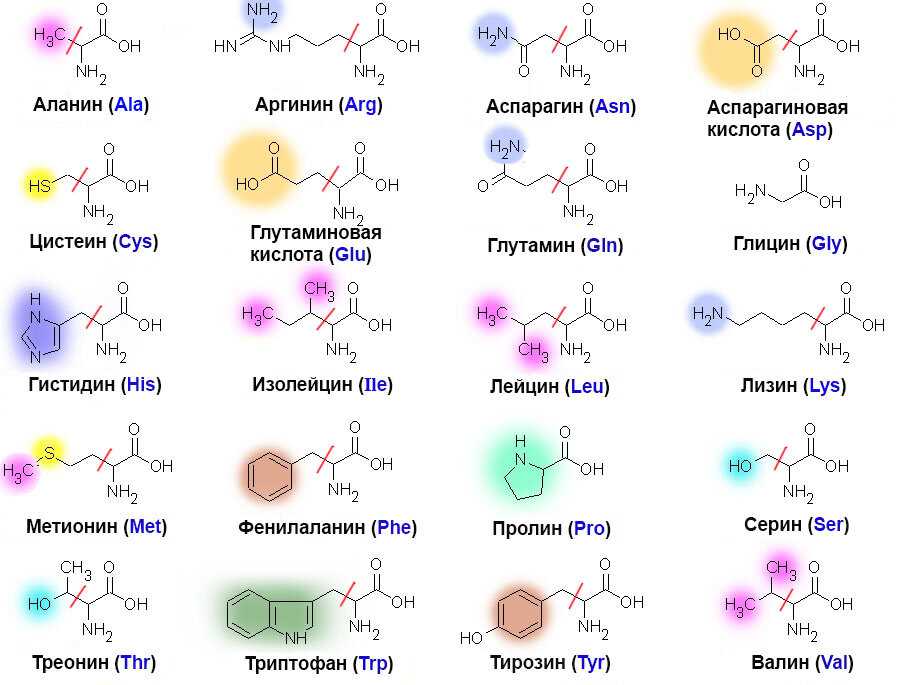 Аминокислоты картинки химия