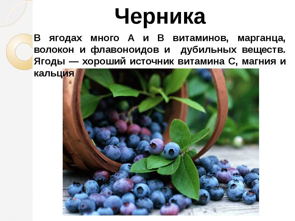 Когда детям можно есть чернику? плюс простой рецепт своими руками - drink-drink