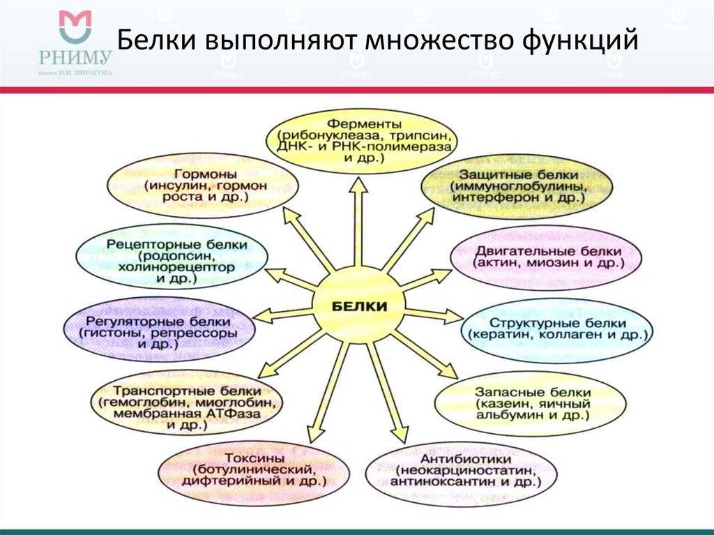 В каких продуктах содержится наибольшее количество белков, таблица