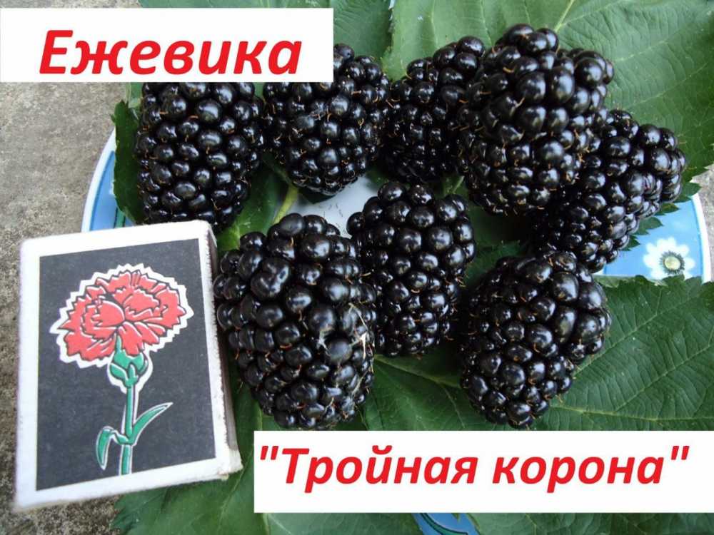 Ежевика трипл краун: описание сорта, выращивание, уход