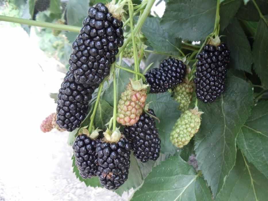 Ежевика блэк сатин black satin: описание и характеристика ягодного кустарника