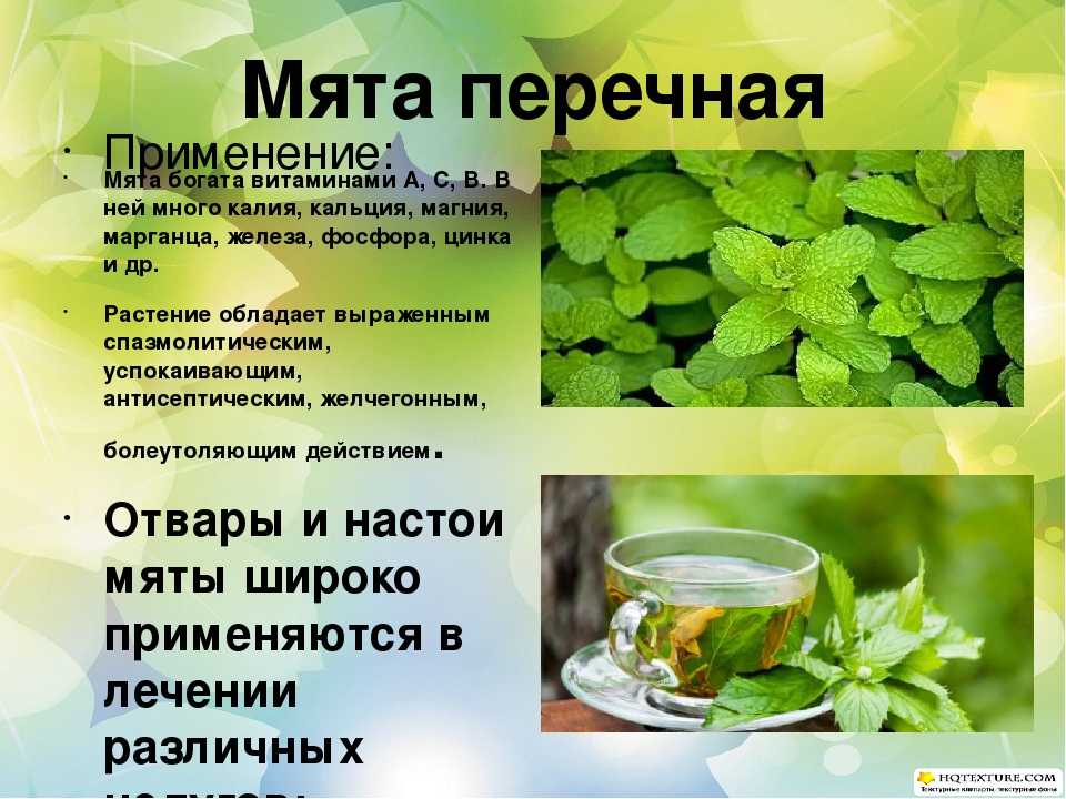 Мята полевая и ее полезные свойства. применение, противопоказания и фото мяты полевой.