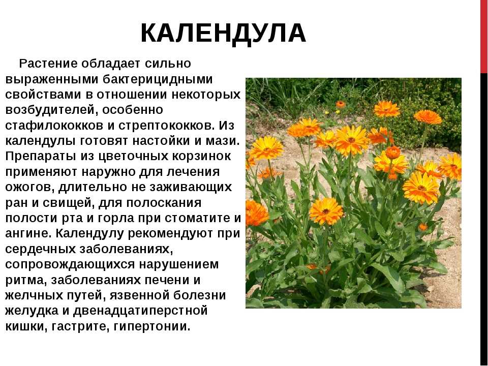 Календула растение фото и описание