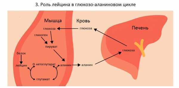 Цикл кори схема