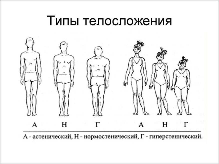 Типы телосложения по м.в. черноруцкому