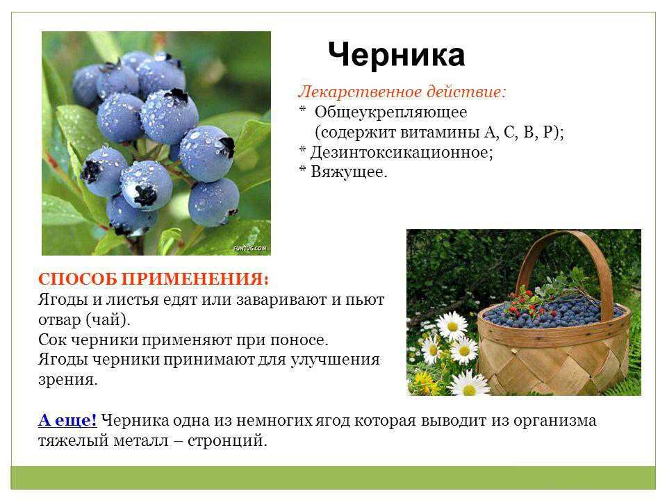 Черника относится к числу плодов, содержащих наибольшее количество антиоксидантов, защищающих организм от окислительного стресса Также она содержит множество витаминов и микроэлементов Давать чернику ребенку можно с раннего возраста, тк она редко вызывает