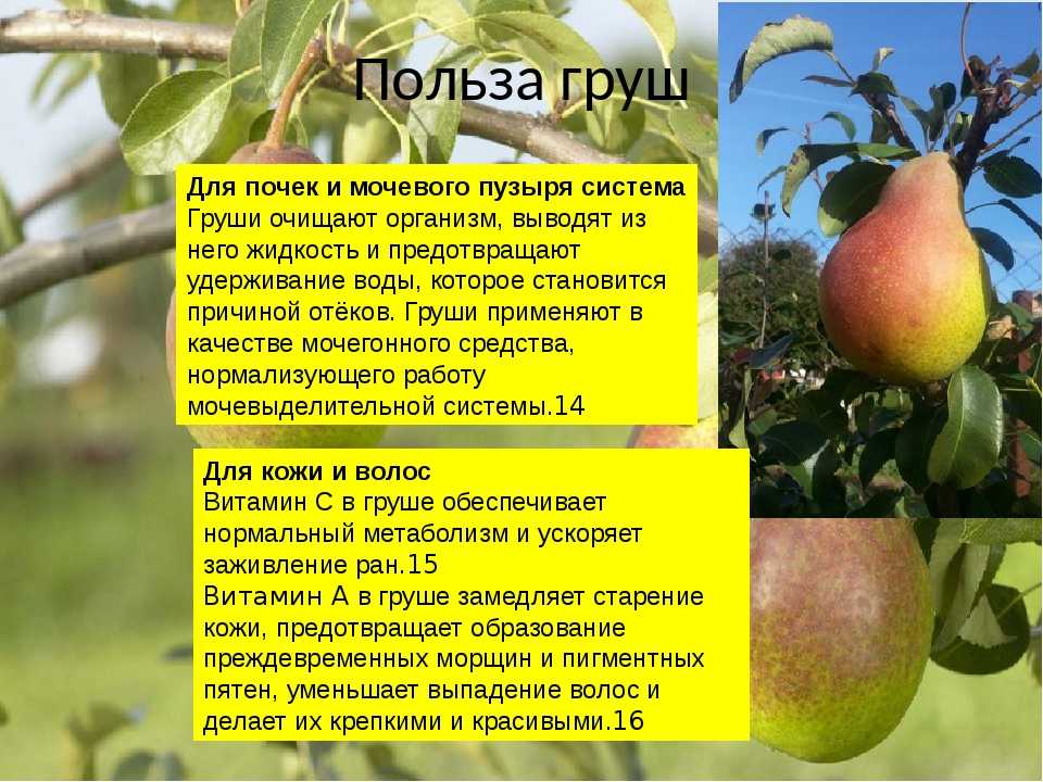 Чем полезна груша для здоровья человека
