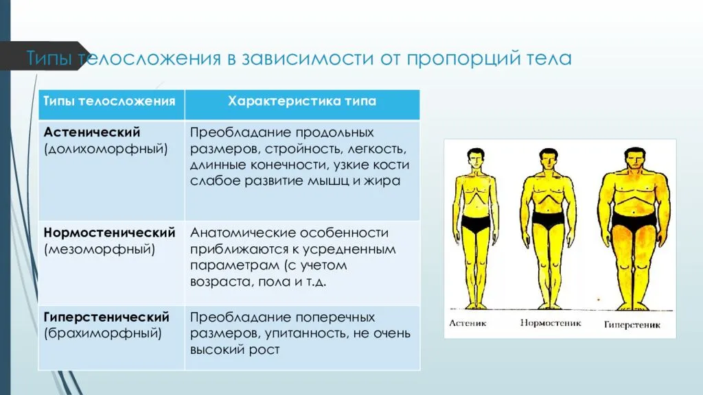Изменения в организме 7. Три основные типы телосложения. Типы телосложения в зависимости от пропорций тела. Типы Конституции человека. Назовите типы телосложения человека.