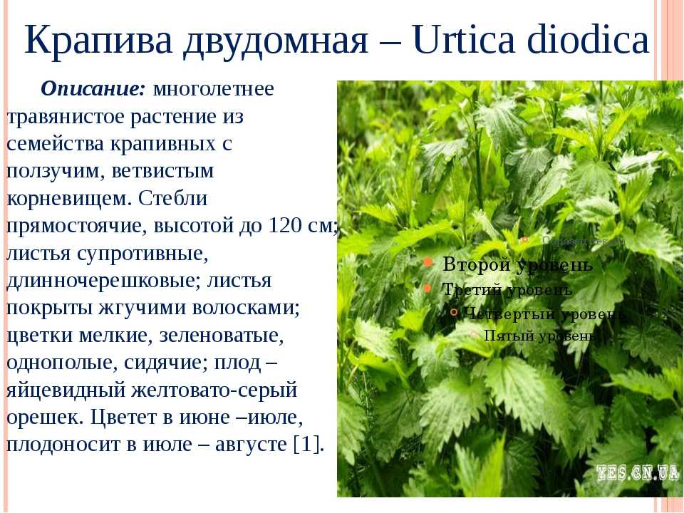 Питаемся правильно во время беременности