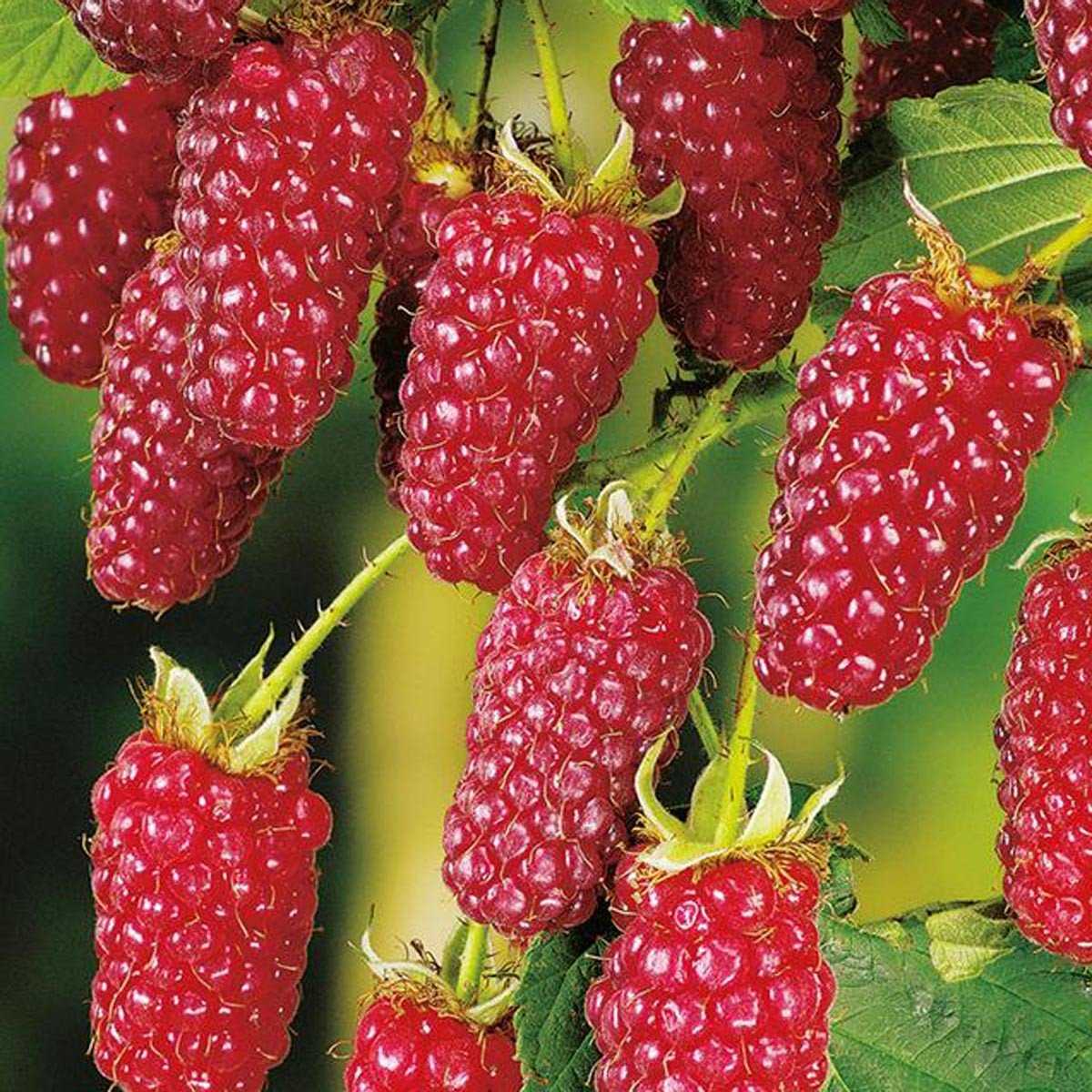 Ежевика Тайберри или Tayberry – сорт плодов, полученный путём гибридизации ежевики и малины Эта разновидность отличается приятным вкусом в сравнении с другими представителями культур ежемалины, также сравнительно с другими селекционными образцами ежевика