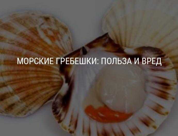 Морской гребешок польза