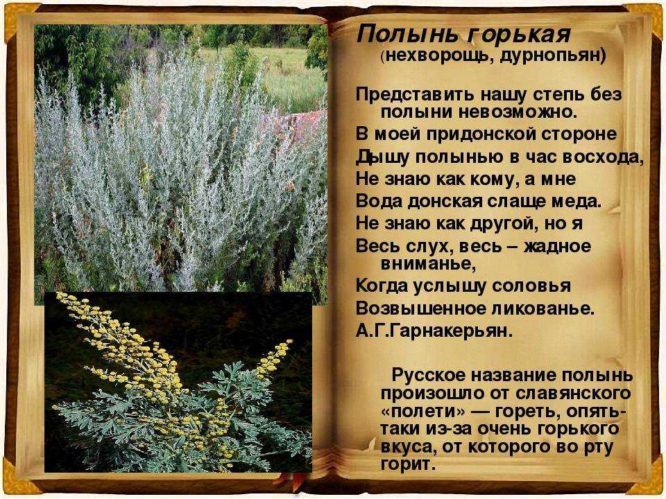 Очищение организма полынью в домашних условиях