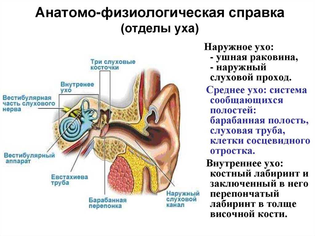 Воспаление уха чем лечить народные рецепты