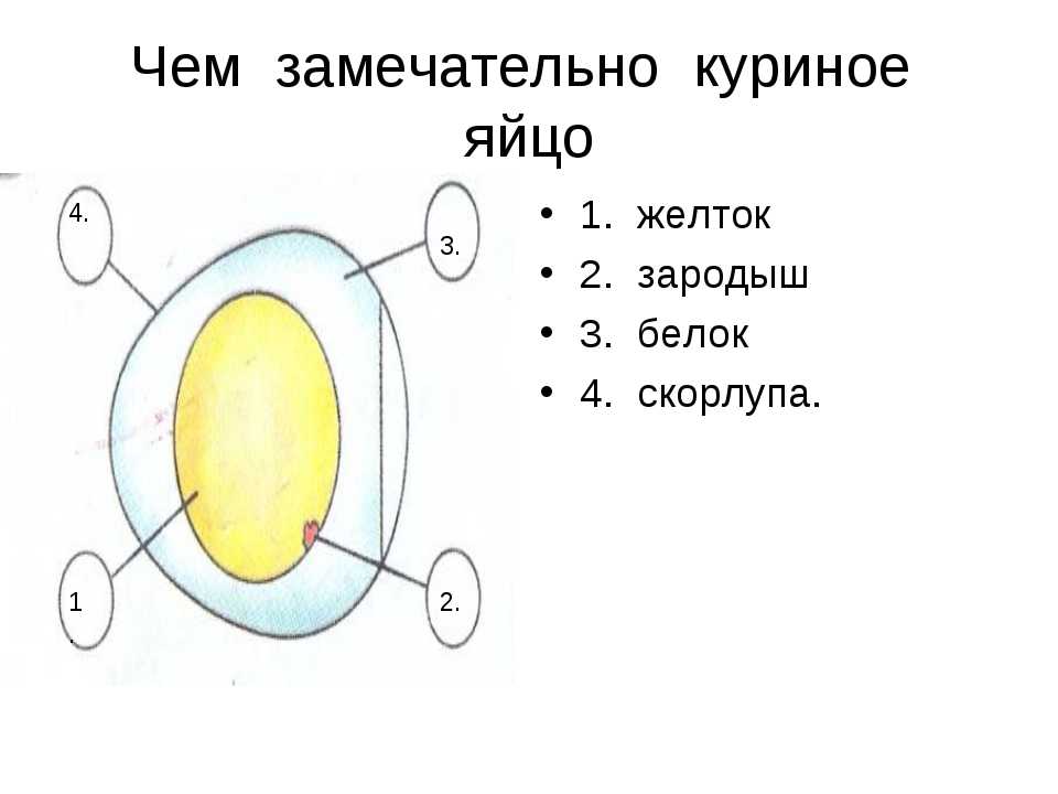 Куриное яйцо в разрезе рисунок