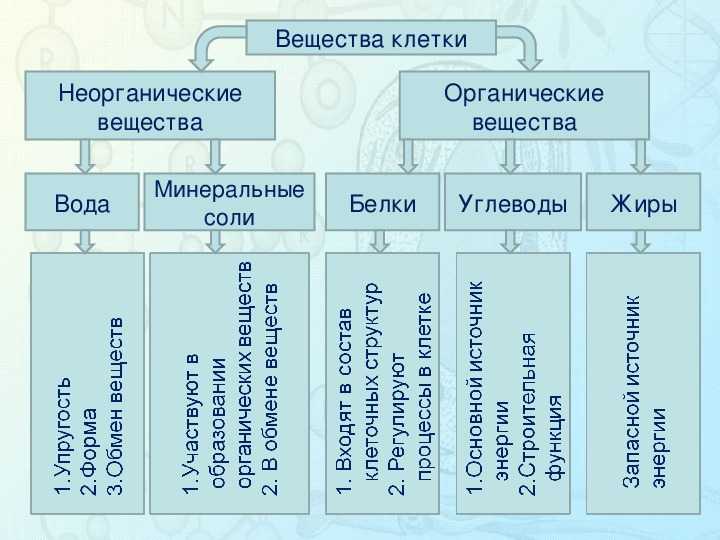 Органические вещества входящие в состав клетки белки