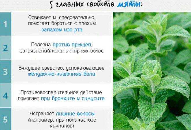 Мелисса – полезные свойства, состав и противопоказания (+8 фото)