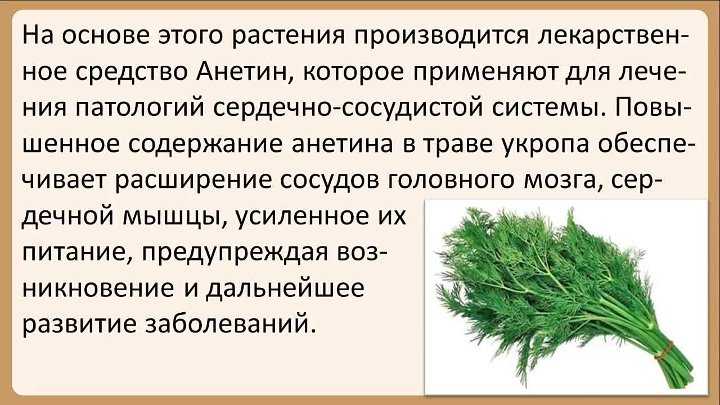 Польза и вред болгарского перца для здоровья организма