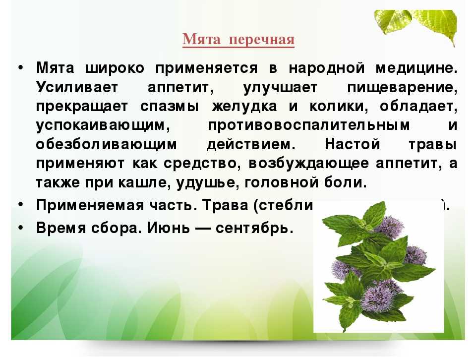 Мята полевая: полезные свойства, фото, применение и противопоказания