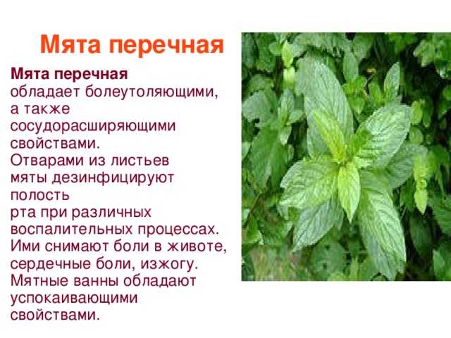 Мята перечная, свежая: пищевая ценность, бжу, витамины и химический состав