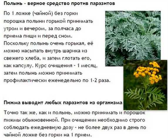 Чай из полыни – свойства и применение горькой травы