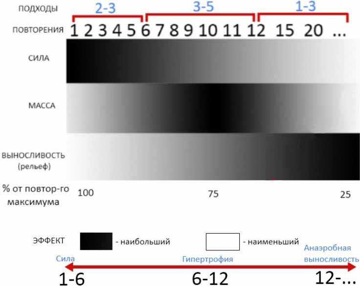 Как часто нужно тренироваться, чтобы круто накачаться