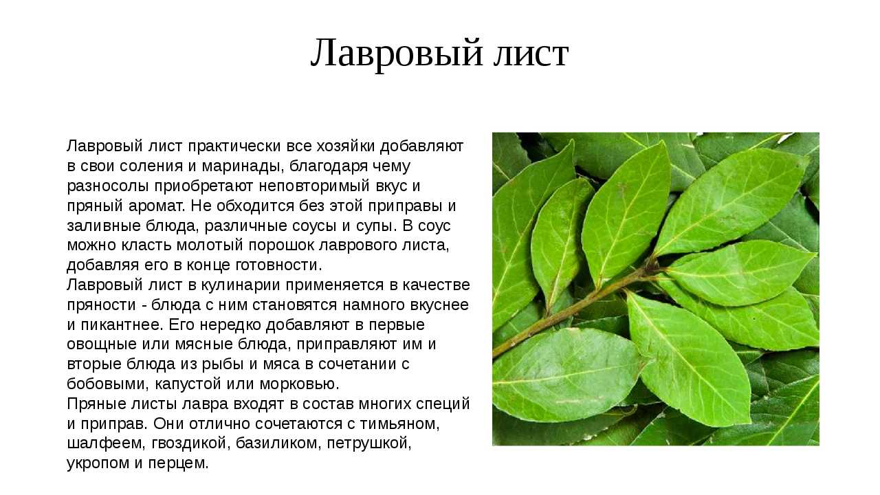 Лавровый лист: лечебные и вредные свойства | food and health