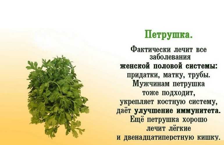 Как способ приготовления петрушки влияет на ее калорийность?