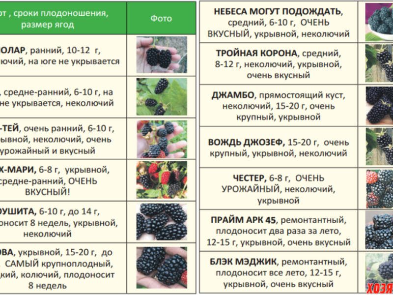 Ежевика коламбия стар описание сорта фото отзывы