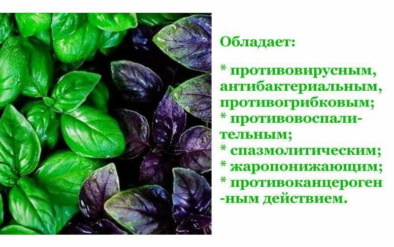Базилик сушеный