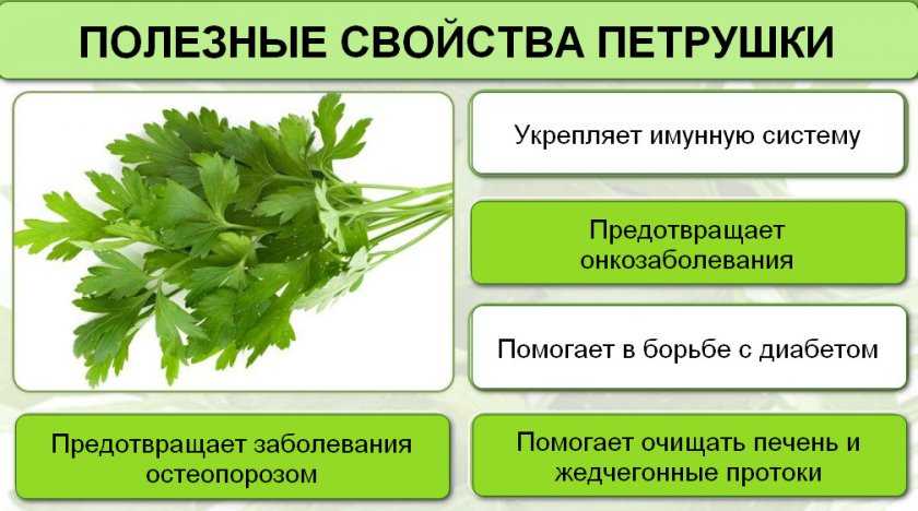 Растение со специфическим ароматом - источник витаминов, минералов, линолевой кислоты и клетчатки Петрушка при беременности помогает устранить проблемы с ЖКТ, увеличить аппетит, убрать отеки и пигментацию Она богата фолиевой кислотой, которая нужна для ра