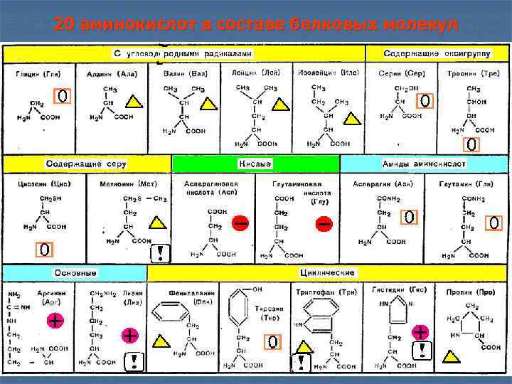 13 аминокислот. 20 Аминокислот формулы. Таблица 20 аминокислот химия. 20 Основных Альфа аминокислот. Формулы аминокислот таблица.