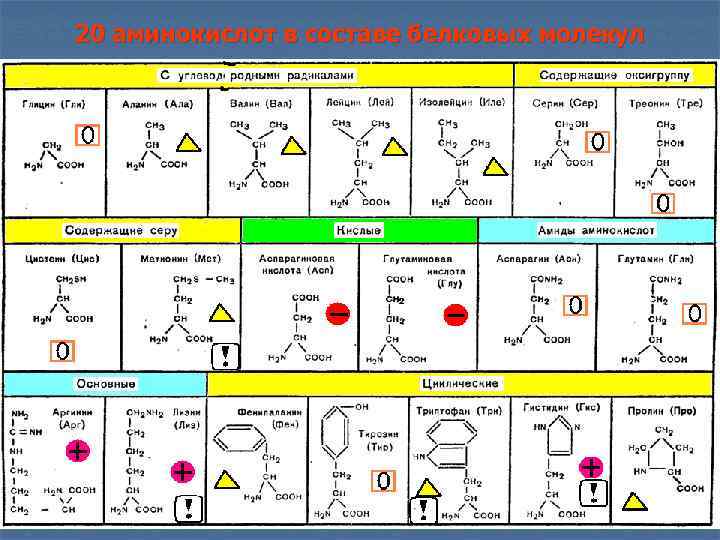 Аминокислоты состав молекул. Аминокислоты 20 основных формулы. 20 Незаменимых аминокислот формулы. 20 Аминокислот формулы. Формулы 20 аминокислот биохимия.