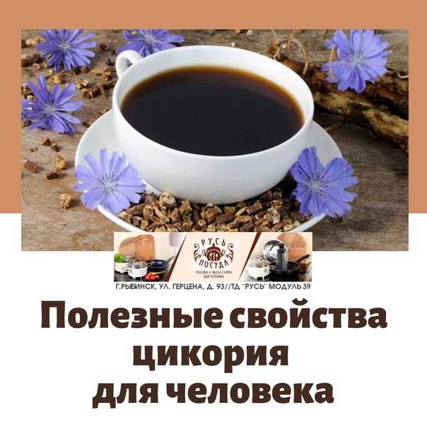 Можно ли цикорий при язве. Цикорий кофе. Цикорий полезен для здоровья. Цикорий польза для здоровья. Цикорий вреден для организма.