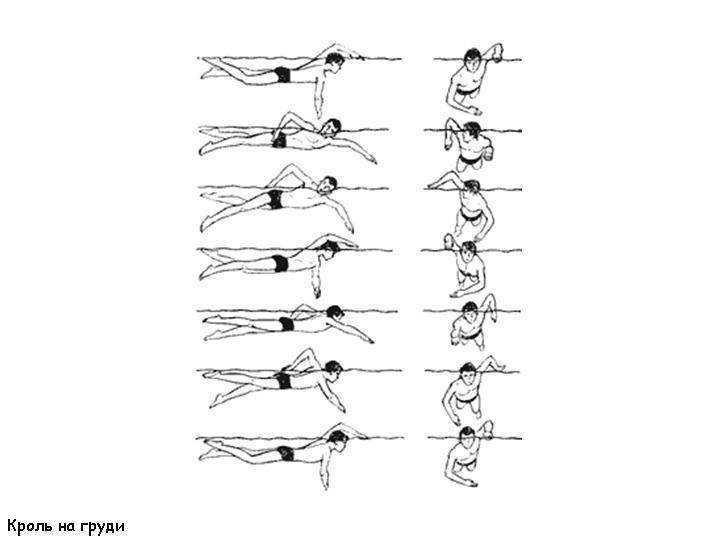 Техника плавания кролем для начинающих в картинках