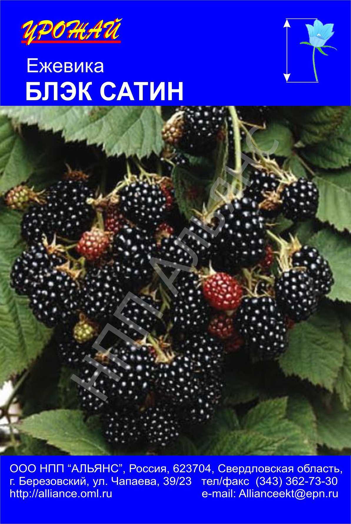 Ежевика блэк сатин - отзывы, описание, выращивание