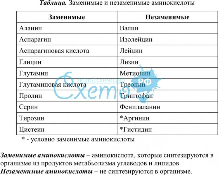 Аминокислоты заменимые и незаменимые: список, потребность, видео