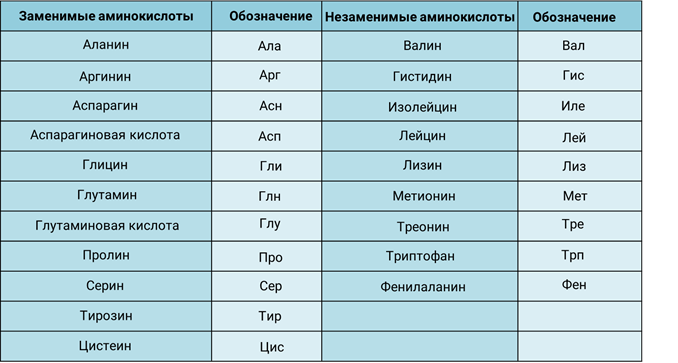 Аминокислоты: заменимые и незаменимые, таблицы, для чего нужны в организме человека и спортсменам