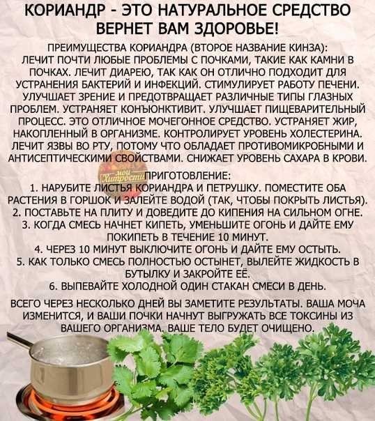Полезные свойства и противопоказания кинзы для мужчин, женщин и детей