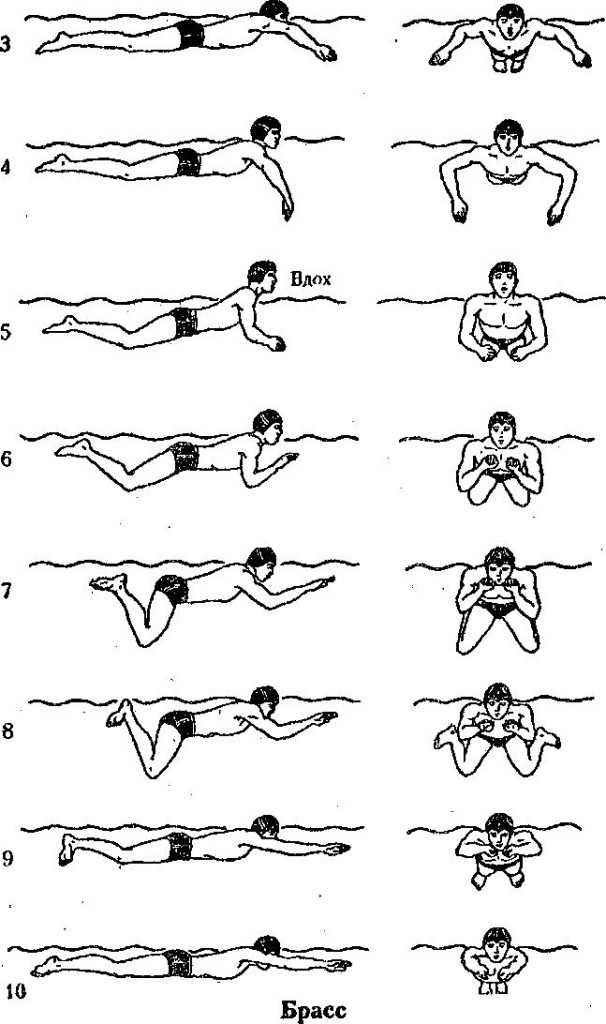 Плавать брассом техника картинки